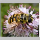 Myathropa florea - Totenkopfschwebfliege w07.jpg